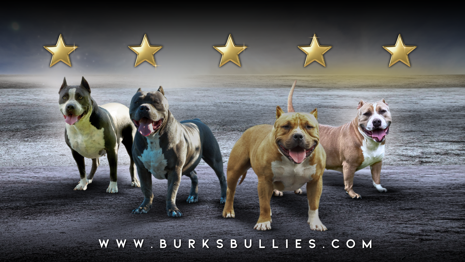 Burks Bullies is an American Bully kennel and breeder located in Virginia with Bully puppies for sale