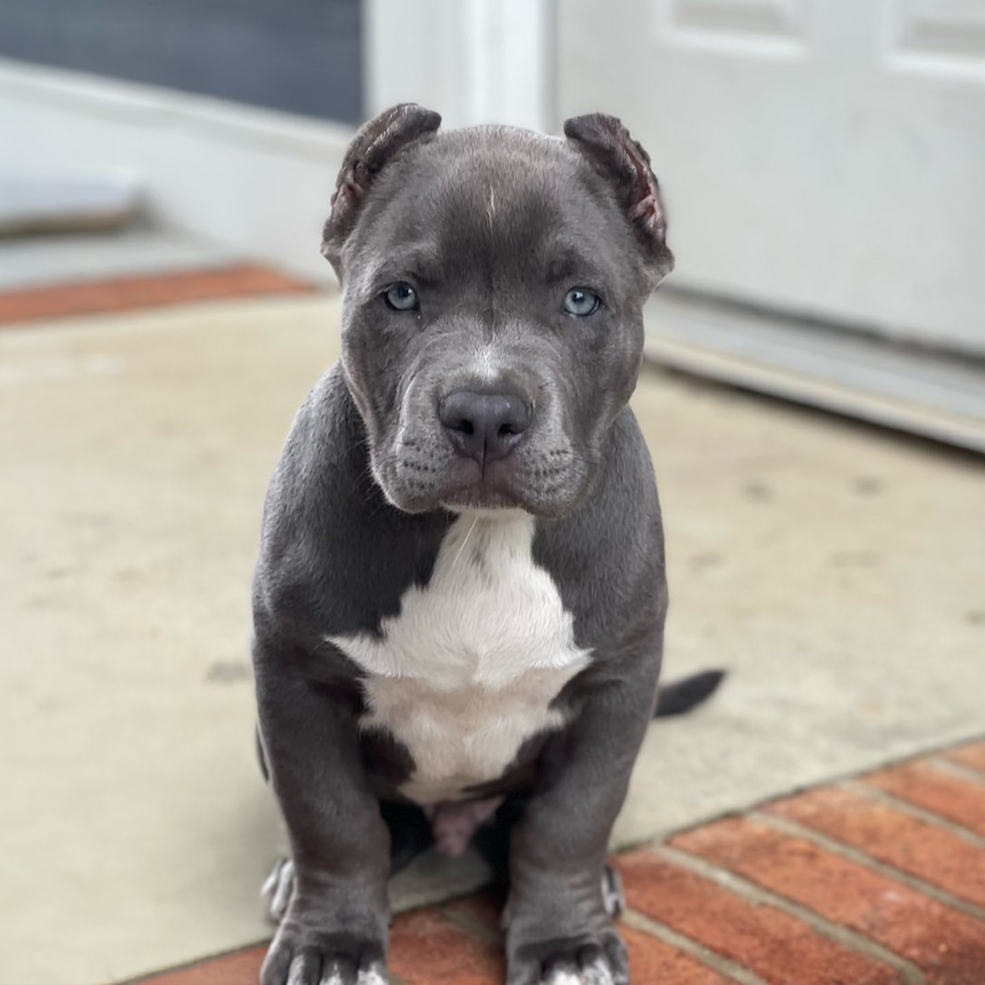 blue american bully puppies for sale in virginia