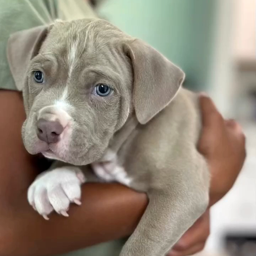 lilac american bully puppies for sale virginia