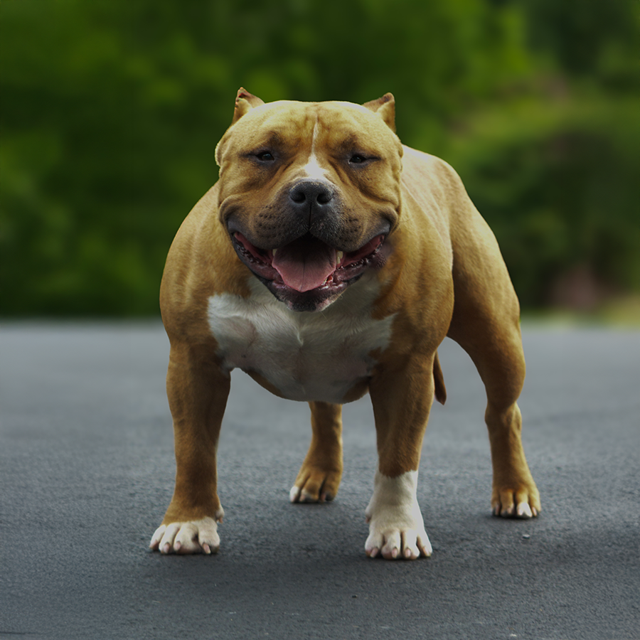 thick and stocky american bullies for sale virginia