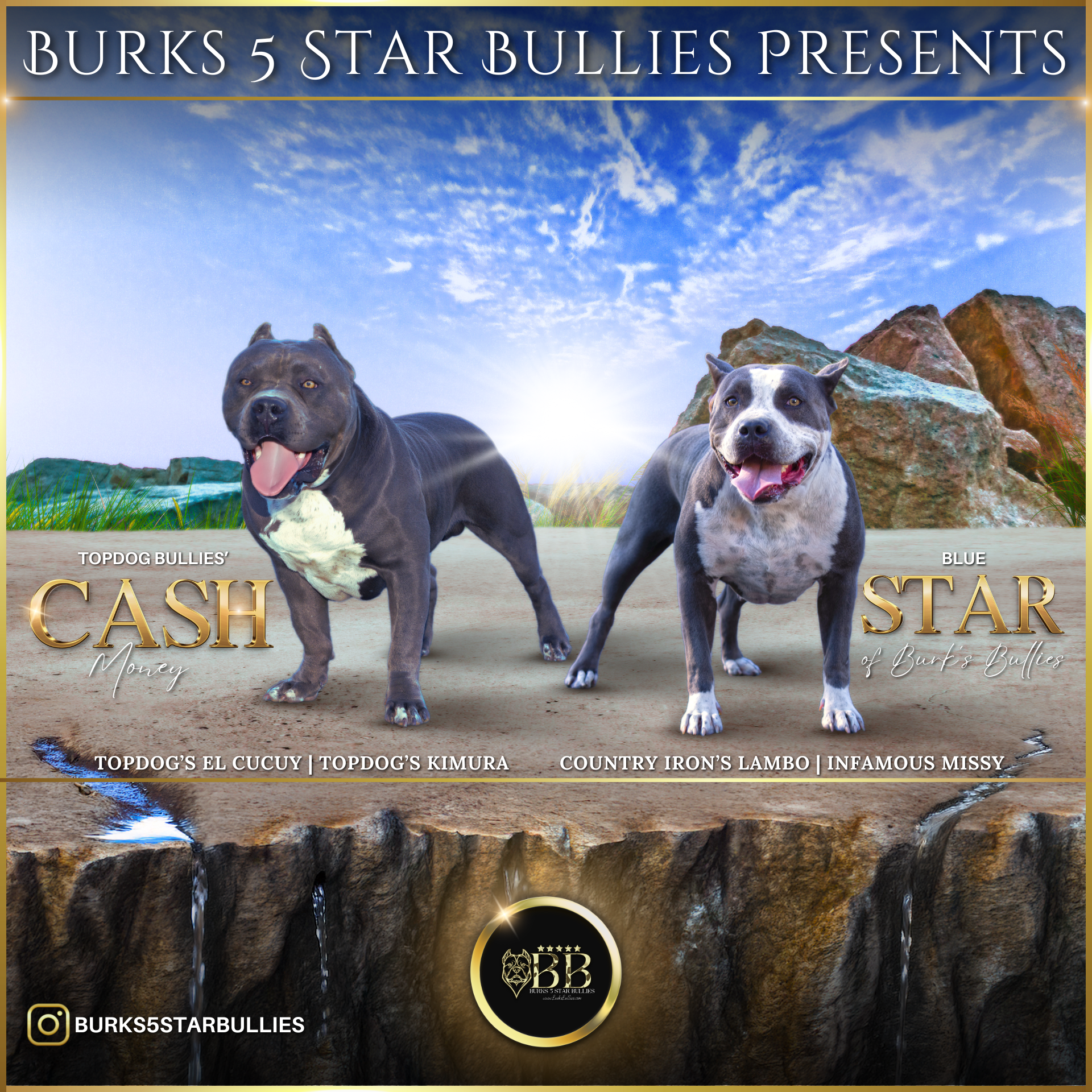 Cash & Star breeding banner for XL American Bully puppies for sale and upcoming breedings