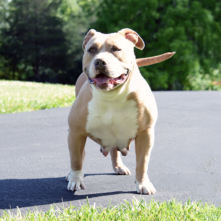Crump's luna of Burks Bullies is a very stocky fawn American Bully