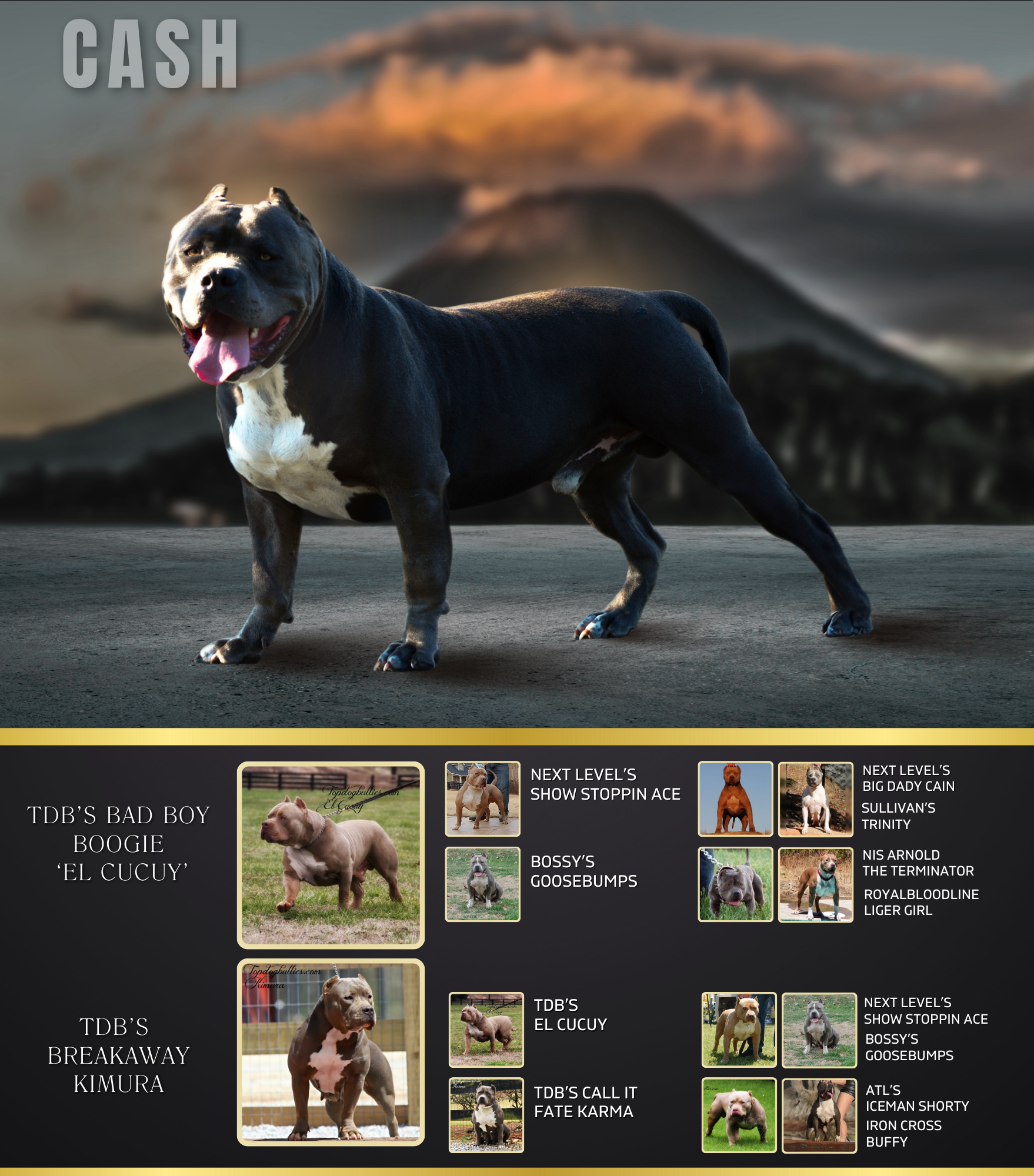 Topdog Bullies Cash of Burks Bullies Pedigree