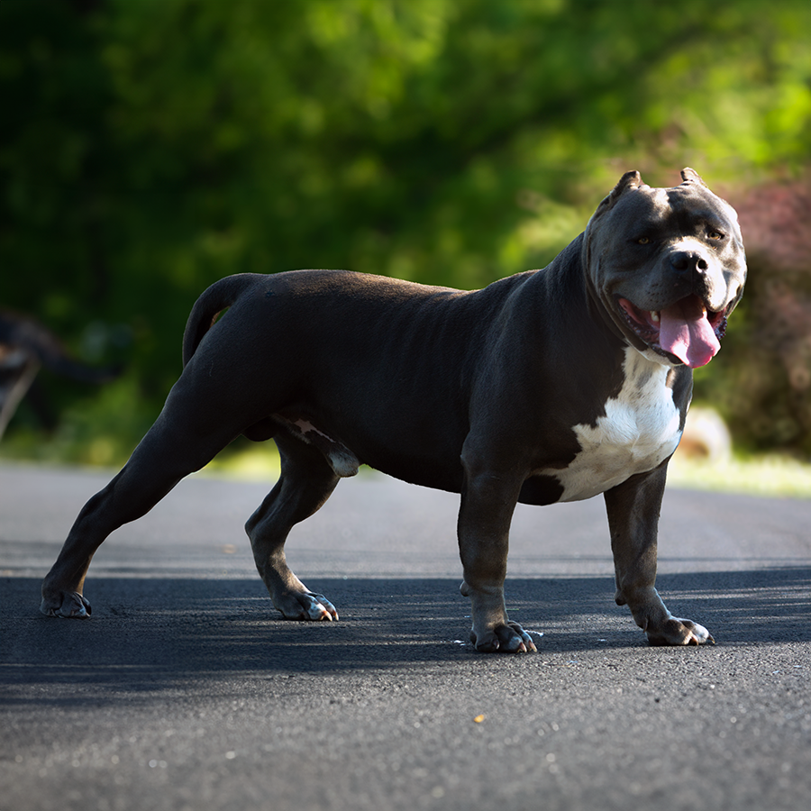 Read more about the article Topdog Bullies’ Cash Money