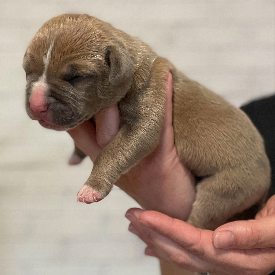 A high-quality close-up photo of a newborn fawn and white American Bully puppy with eyes closed, sleeping soundly while held gently in hands. The puppy has a distinct white face stripe.