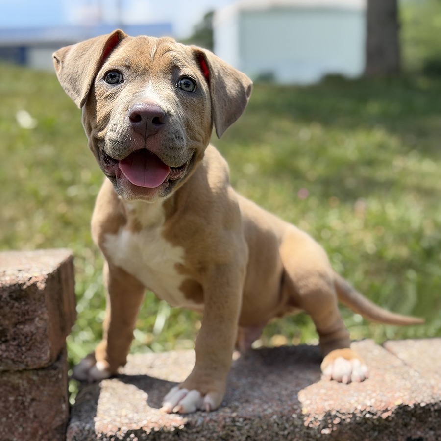 XL Bully XL Pitbull puppy with gray eyes for sale in Virginia near me